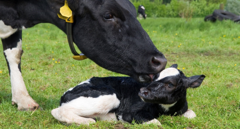 Возобновлены мероприятия по бесплатному искусственному осеменению крупного рогатого скота в ЛПХ